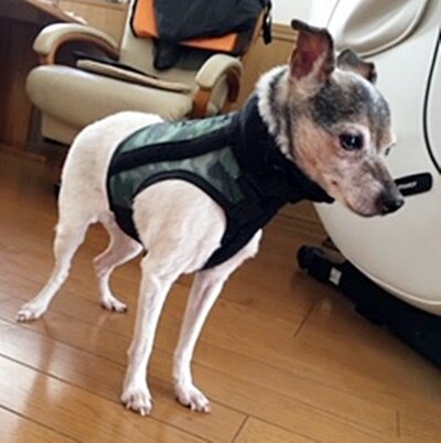 NN辻さんワンコ014