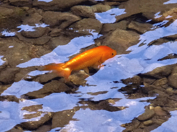 069金魚