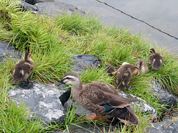 120陸に上がってきました。