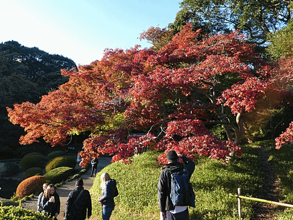 NN120紅葉1