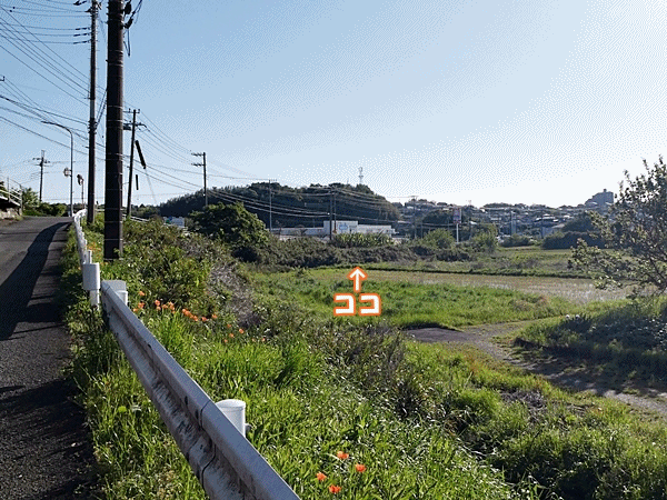 N200バショウの木へ