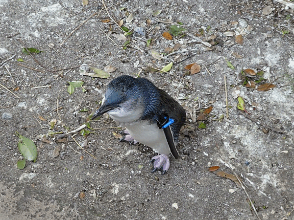552フェアリーペンギン