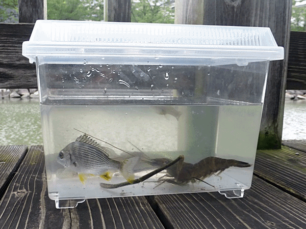 200ちびっ子の獲物