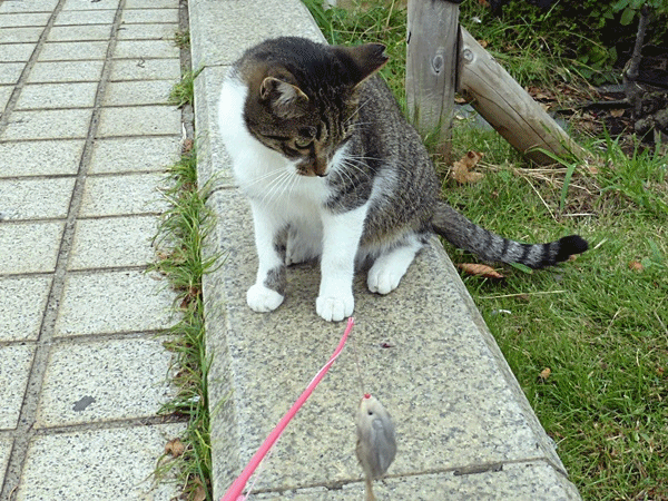 120もどき遊ぶ