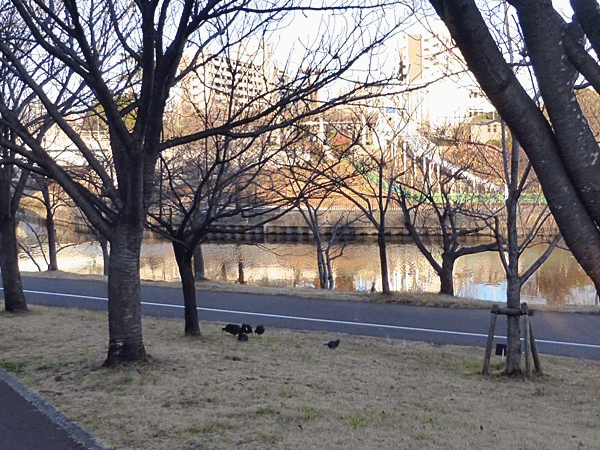 1300陸に上がったオオバン
