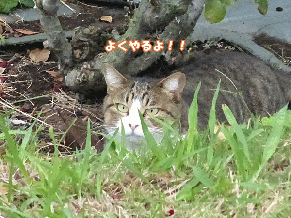 160しつこいなぁ～