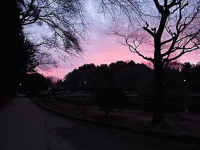 ブルドッグとチュッ ラッキーの日記と パパのカメブラ散歩