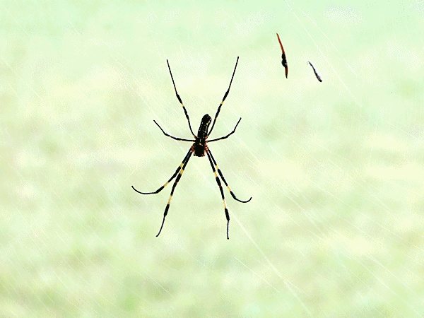 上座総合公園の蜘蛛の巣 : ラッキーの日記と、パパのカメブラ散歩