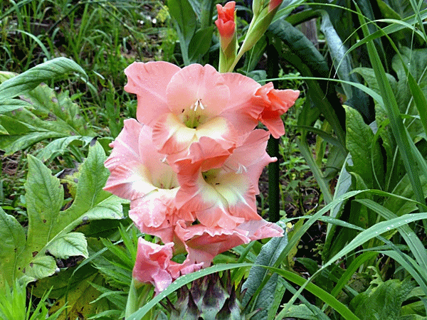 散歩コースの花 その1 ラッキーの日記と パパのカメブラ散歩 散歩コースの花 その1 ラッキーの日記と パパのカメブラ散歩