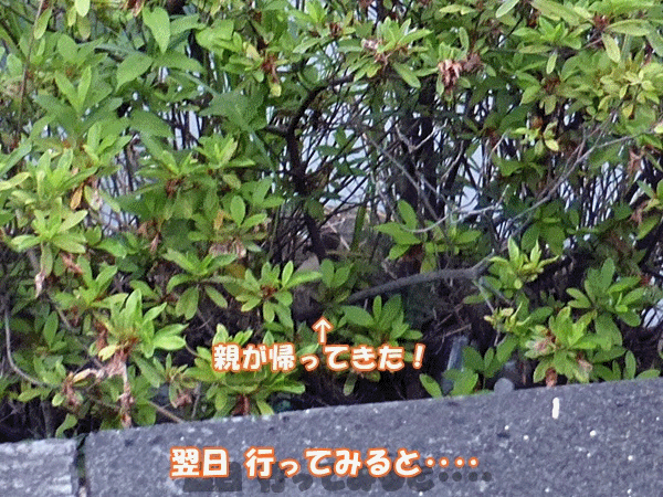 帰ってきた親鳥