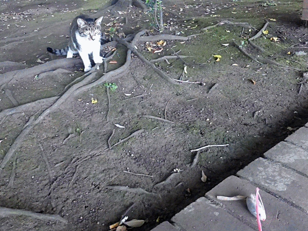 NN150誘ってみると