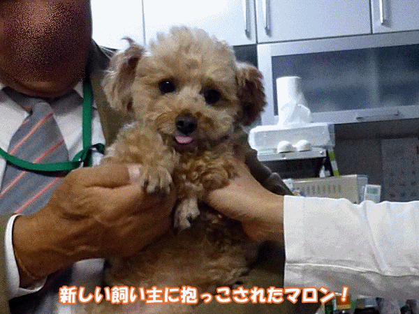 120新しい飼い主