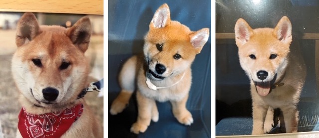 NN辻さんワンコ002