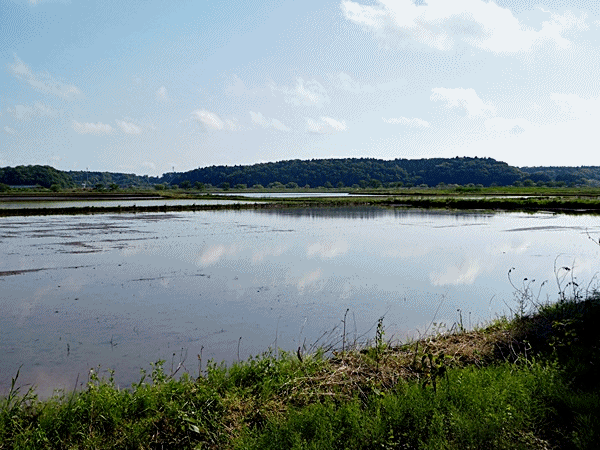 NN120田んぼの水鏡うまく撮れない