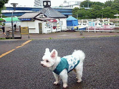 大きな友達 ラッキーの日記と パパのカメブラ散歩 大きな友達 ラッキーの日記と パパのカメブラ散歩