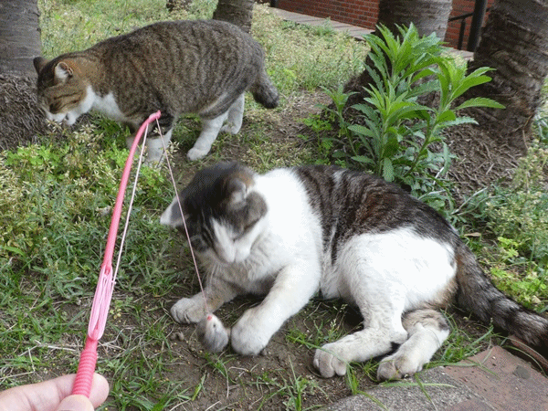 猫が釣れた