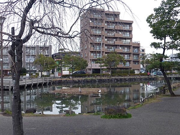 1000浮島にサギが