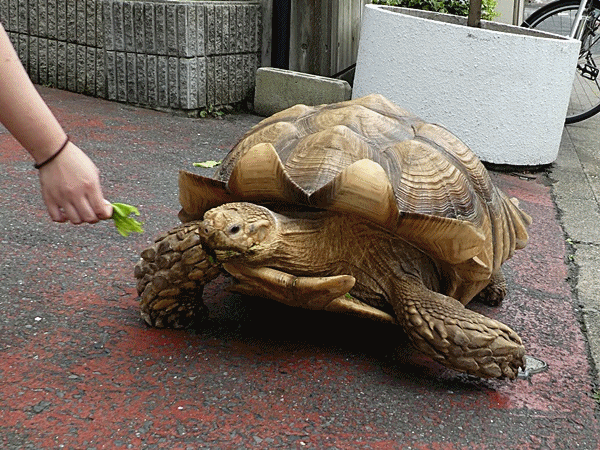 NN410てなづけみよう