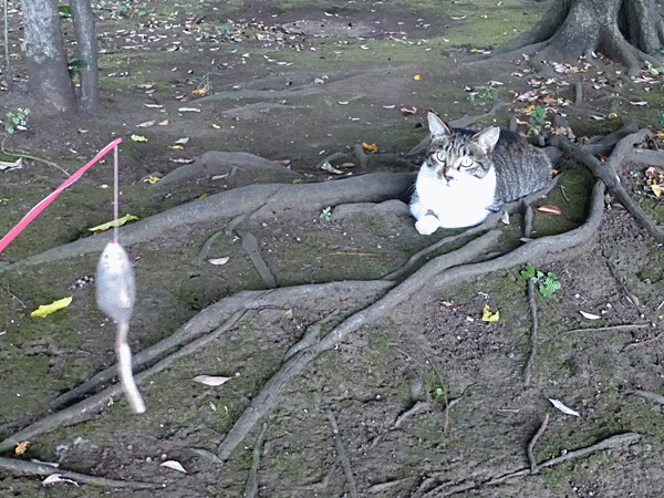 NN145誘ってみると