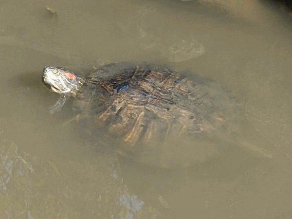 NN170カメのアップ