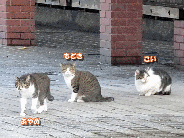 100新入りもどき