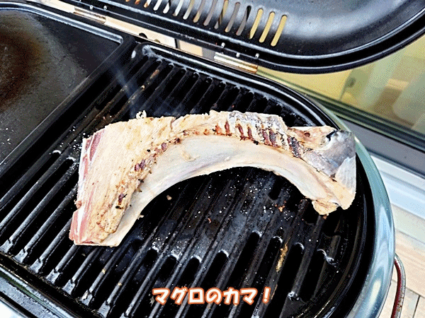 館山 釣り紀行２ ラッキーの日記と パパのカメブラ散歩