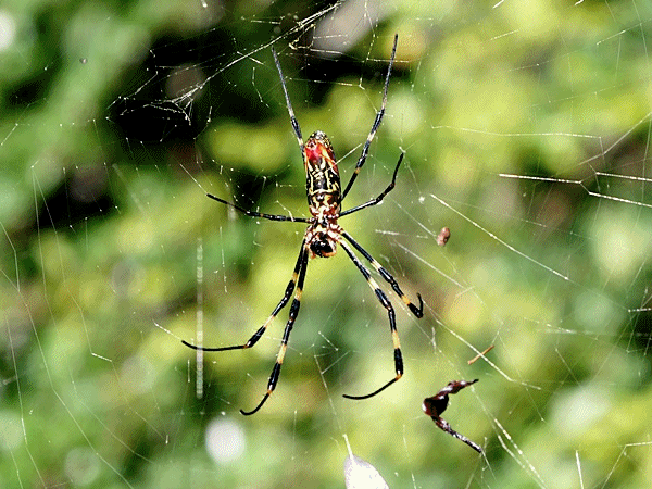 上座総合公園の蜘蛛の巣 : ラッキーの日記と、パパのカメブラ散歩