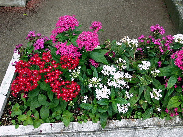 NN120花火のような花 (ペンタス)