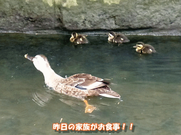 子ガモもお食事