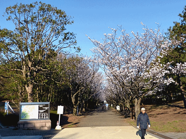 NN20桜並木