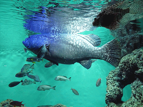 514大きな魚タマカイ