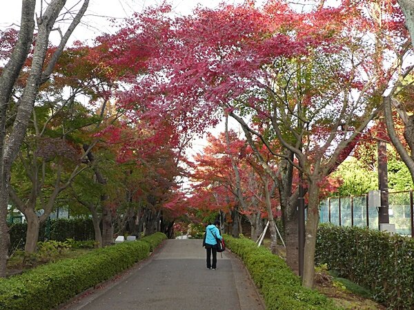 50テニスクラブ