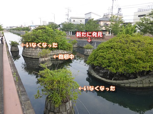 抱卵の状況