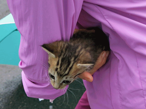 公園に捨て猫 ラッキーの日記と パパのカメブラ散歩