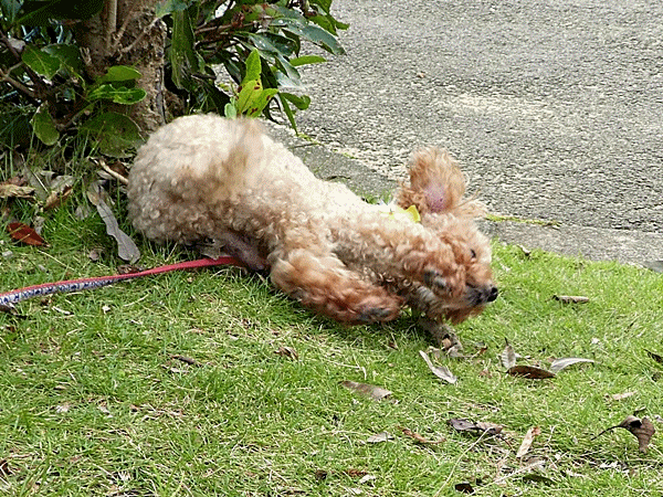 200ゴロスリのマロン