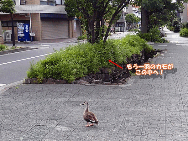 130もう一羽がいなくなった