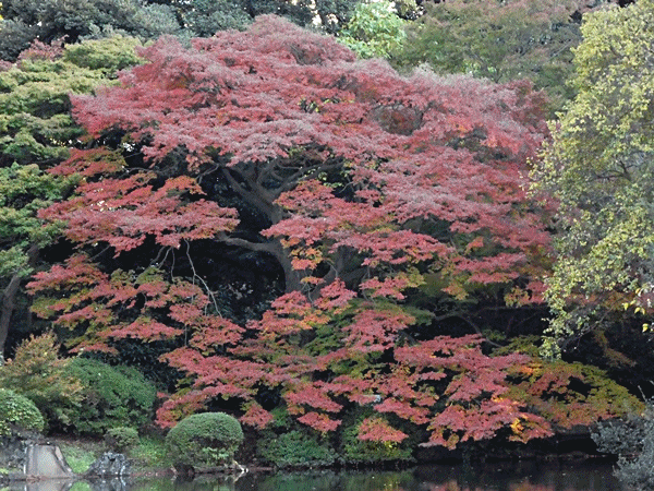 NN180日陰の紅葉