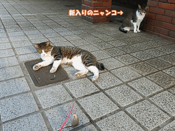 NN100遊んでいると