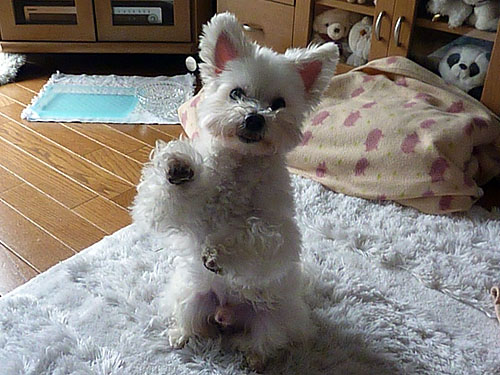 ネバーエンディング ストーリー完成 ラッキーの日記と パパのカメブラ散歩