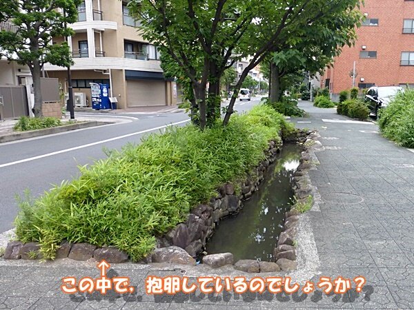 150ここで抱卵？