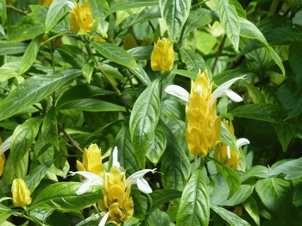 25大温室の植物