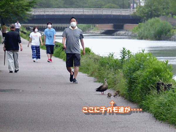 10陸に上がったカモ発見