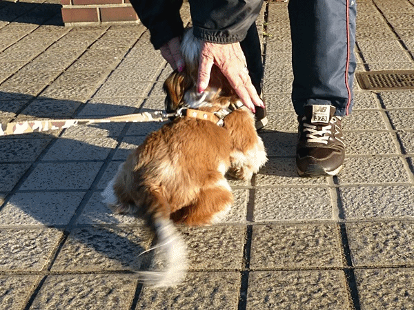 マルチーズ ラッキーの日記と パパのカメブラ散歩