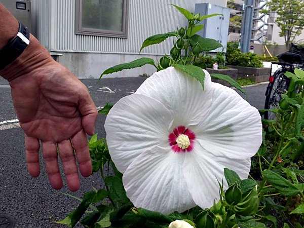 NN100大きな花 (アメリカフヨウ) (4)