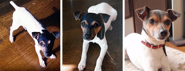 NN辻さんワンコ012