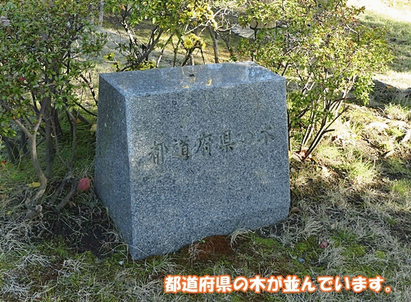 NN290国会議事堂　県の木