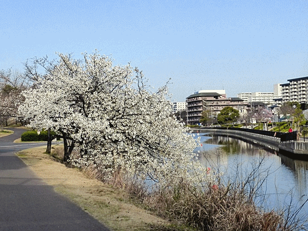3050山桜