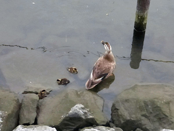 新生児anigif