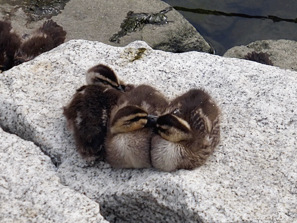子ガモの休憩11