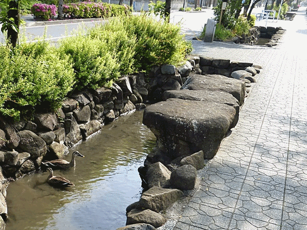 NN120カモがいます